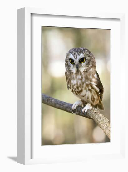 Northern Saw Whet Owl-null-Framed Art Print