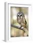 Northern Saw Whet Owl-null-Framed Art Print