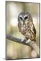 Northern Saw Whet Owl-null-Mounted Art Print