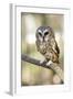 Northern Saw Whet Owl-null-Framed Art Print