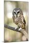 Northern Saw Whet Owl-null-Mounted Art Print