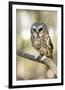 Northern Saw Whet Owl-null-Framed Art Print