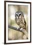 Northern Saw Whet Owl-null-Framed Art Print