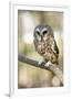 Northern Saw Whet Owl-null-Framed Art Print