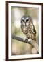 Northern Saw Whet Owl-null-Framed Art Print