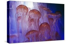 Northern Sea Nettle Jellyfish-null-Stretched Canvas