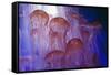 Northern Sea Nettle Jellyfish-null-Framed Stretched Canvas