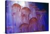 Northern Sea Nettle Jellyfish-null-Stretched Canvas