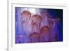 Northern Sea Nettle Jellyfish-null-Framed Photographic Print