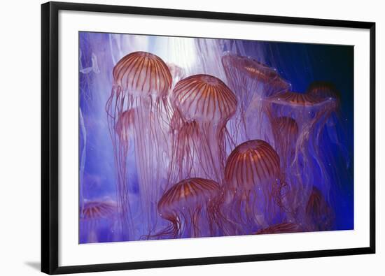 Northern Sea Nettle Jellyfish-null-Framed Photographic Print