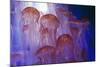 Northern Sea Nettle Jellyfish-null-Mounted Photographic Print