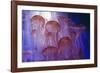 Northern Sea Nettle Jellyfish-null-Framed Photographic Print