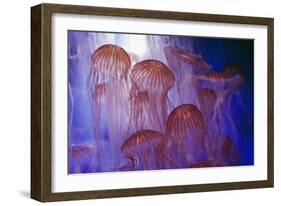 Northern Sea Nettle Jellyfish-null-Framed Photographic Print