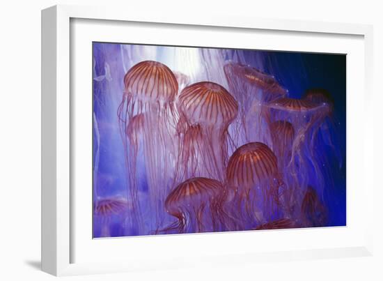 Northern Sea Nettle Jellyfish-null-Framed Photographic Print