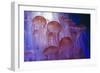 Northern Sea Nettle Jellyfish-null-Framed Photographic Print