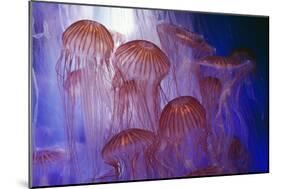 Northern Sea Nettle Jellyfish-null-Mounted Photographic Print