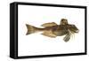 Northern Sea Robin (Prionotus Carolinus), Fishes-Encyclopaedia Britannica-Framed Stretched Canvas