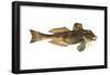 Northern Sea Robin (Prionotus Carolinus), Fishes-Encyclopaedia Britannica-Framed Poster