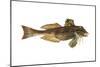 Northern Sea Robin (Prionotus Carolinus), Fishes-Encyclopaedia Britannica-Mounted Poster