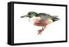 Northern Shoveler (Anas Clypeata), Duck, Birds-Encyclopaedia Britannica-Framed Stretched Canvas