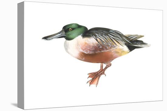 Northern Shoveler (Anas Clypeata), Duck, Birds-Encyclopaedia Britannica-Stretched Canvas