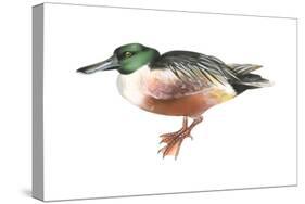 Northern Shoveler (Anas Clypeata), Duck, Birds-Encyclopaedia Britannica-Stretched Canvas