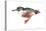 Northern Shoveler (Anas Clypeata), Duck, Birds-Encyclopaedia Britannica-Stretched Canvas