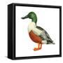 Northern Shoveler (Anas Clypeata), Duck, Birds-Encyclopaedia Britannica-Framed Stretched Canvas