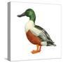 Northern Shoveler (Anas Clypeata), Duck, Birds-Encyclopaedia Britannica-Stretched Canvas