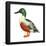 Northern Shoveler (Anas Clypeata), Duck, Birds-Encyclopaedia Britannica-Framed Poster