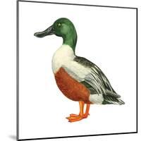 Northern Shoveler (Anas Clypeata), Duck, Birds-Encyclopaedia Britannica-Mounted Poster