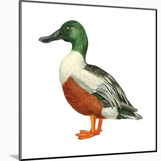 Northern Shoveler (Anas Clypeata), Duck, Birds-Encyclopaedia Britannica-Mounted Poster