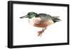 Northern Shoveler (Anas Clypeata), Duck, Birds-Encyclopaedia Britannica-Framed Poster