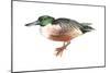 Northern Shoveler (Anas Clypeata), Duck, Birds-Encyclopaedia Britannica-Mounted Poster