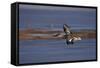 Northern Shoveler (Anas Clypeata) in Flight-James Hager-Framed Stretched Canvas