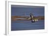 Northern Shoveler (Anas Clypeata) in Flight-James Hager-Framed Photographic Print
