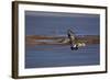 Northern Shoveler (Anas Clypeata) in Flight-James Hager-Framed Photographic Print