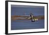 Northern Shoveler (Anas Clypeata) in Flight-James Hager-Framed Photographic Print