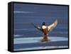 Northern Shoveler (Anas Clypeata) Male Landing on a Frozen Pond in the Winter-James Hager-Framed Stretched Canvas