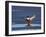 Northern Shoveler (Anas Clypeata) Male Landing on a Frozen Pond in the Winter-James Hager-Framed Photographic Print