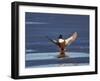 Northern Shoveler (Anas Clypeata) Male Landing on a Frozen Pond in the Winter-James Hager-Framed Photographic Print