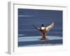 Northern Shoveler (Anas Clypeata) Male Landing on a Frozen Pond in the Winter-James Hager-Framed Photographic Print