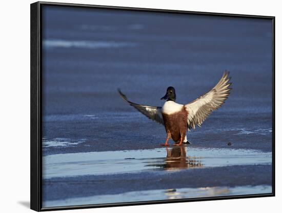 Northern Shoveler (Anas Clypeata) Male Landing on a Frozen Pond in the Winter-James Hager-Framed Photographic Print