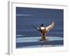 Northern Shoveler (Anas Clypeata) Male Landing on a Frozen Pond in the Winter-James Hager-Framed Photographic Print