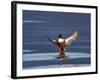 Northern Shoveler (Anas Clypeata) Male Landing on a Frozen Pond in the Winter-James Hager-Framed Photographic Print