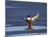 Northern Shoveler (Anas Clypeata) Male Landing on a Frozen Pond in the Winter-James Hager-Mounted Photographic Print