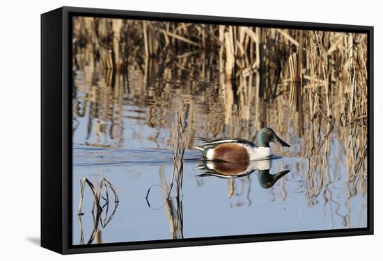 Northern Shoveler Drake (Anas Clypeata) in Waters of Flooded Marshland, Somerset Levels,Uk-Nick Upton-Framed Stretched Canvas