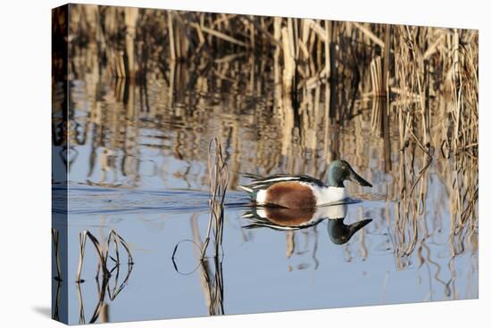 Northern Shoveler Drake (Anas Clypeata) in Waters of Flooded Marshland, Somerset Levels,Uk-Nick Upton-Stretched Canvas