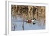 Northern Shoveler Drake (Anas Clypeata) in Waters of Flooded Marshland, Somerset Levels,Uk-Nick Upton-Framed Photographic Print