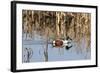 Northern Shoveler Drake (Anas Clypeata) in Waters of Flooded Marshland, Somerset Levels,Uk-Nick Upton-Framed Photographic Print